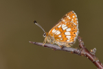 Duke of Burgundy