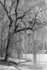 Tree (Boston Commons)