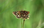 Chequered Skipper