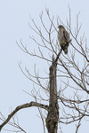 Broad-winged Hawk portfolio