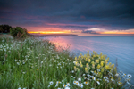 z2924 Wild Lupins, Sandown Bay