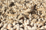 Brown Skua patrolling above Black-browed Albatross colony, Falklands