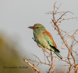 South Africa Birds and Mammals portfolio