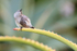 Southern Double-collared Sunbird (female) scratching, South Africa