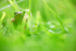 The Common Frog _ 016 , Rana temporaria