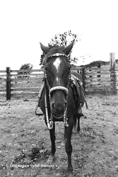 Horses portfolio