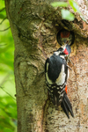 Feeding the impatient Great Spotted Woodpecker Chicks - 3 of 6