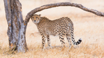 Cheetah Tree 1