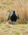 Black Grouse (male) calling and jumping, Scotland