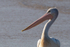 Pelican Portrait 4