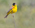 Black Headed Bunting.