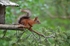 Red Squirrel