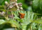 Large Skipper