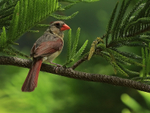 Northern Cardinal (female), Hakalau, Hawaii