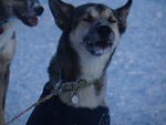 A muzzle full of icicles just par for the course....