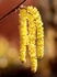 Hazel Catkins