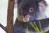 Koala Bear 14