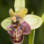 Hybrid Bumble Bee with Early spider (Ophrys bombyliflora x O. sphegodes = O.x hoeppneri)