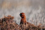 Red Grouse