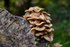 Fungus_ACP_8527