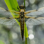 Four Spotted Chaser