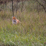 Wild Red Forest Fox