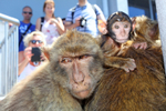 Barbary Macaques (Macaca sylvanus) trying to find a moments peace on t