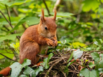 Red Squirrel