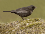 Female Ring Ouzel