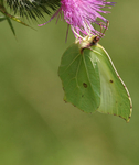 Brimstone