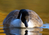 Canada goose