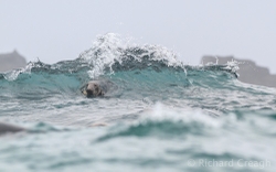 Surfing Seal