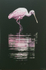 Colhereiro / Roseate Spoonbill