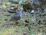 White-tipped Dove on ground, Osa Peninsula, Costa Rica