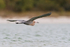 Reddish Egret in flight, Florida