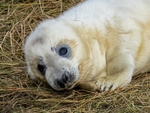 Atlantic Grey Seal