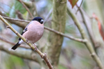 Female Bullfinch perched, Otterbourne