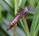 Common Hawker