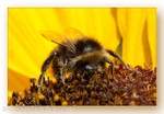 2236 bee a