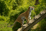 Amur Tiger - Tatana