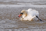 Mute Swan
