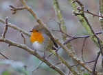 IMG_6765 - ROBIN IN THE FROST - Version 3