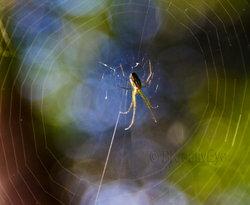 AnimalsCreatures 043