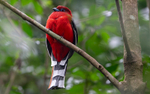 Red Headed Trogon male