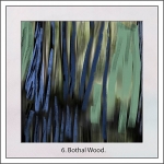 6.Bothal Wood