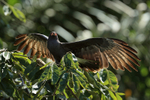 Snail Kite sunning itself, Panama