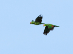 Red-lored Amazons in flight, Costa Rica