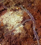 Amalosoma eddystonense