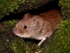 Bank Vole (05)