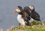 Puffen Flying 12